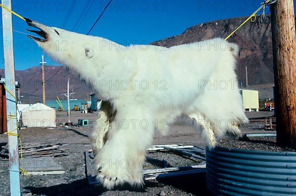 polar bear