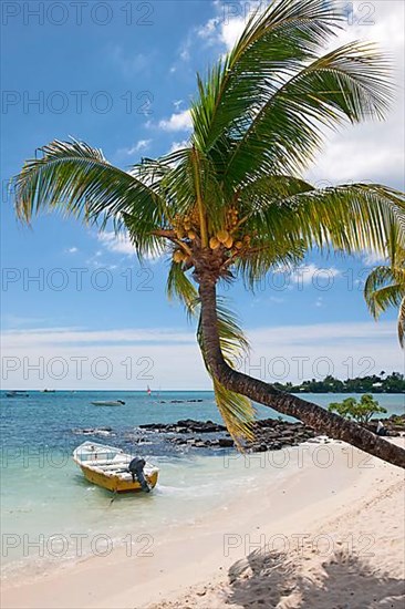 Boat and palm tree