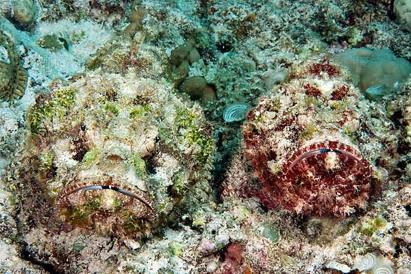 Stonefish