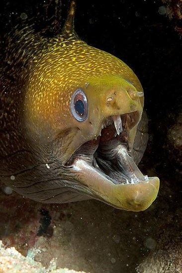 Yellow-edged moray