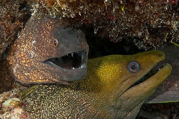 Yellow-edged moray