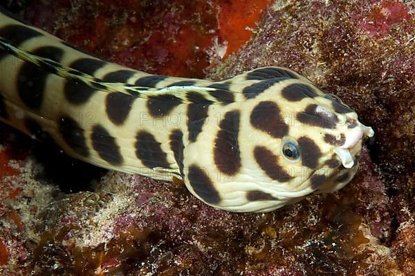 Spotted Snake Eel