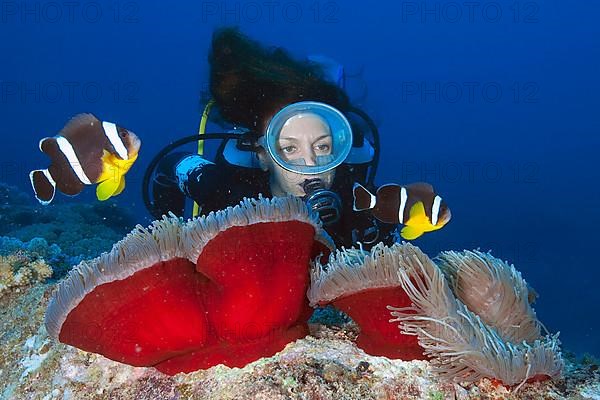 Diver and Mauritius Anemonefish