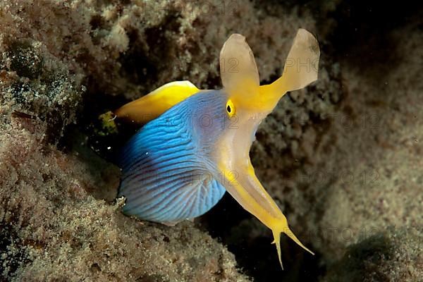 Female ribbon eel