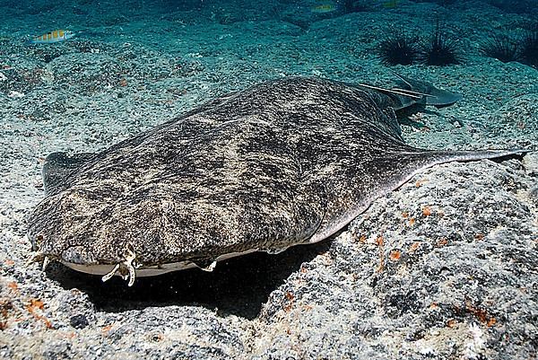 Angel Shark