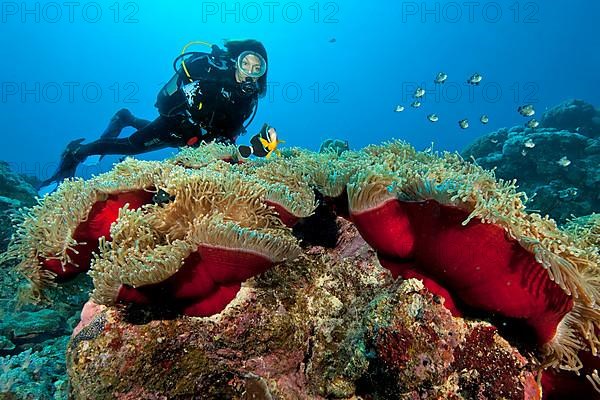 Diver and Mauritius Anemonefish