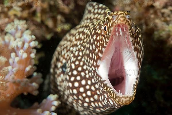 White-mouth moray