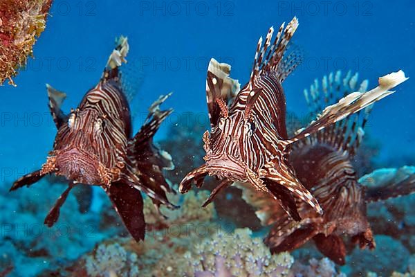 Pacific red lionfish