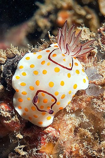 Nudibranch