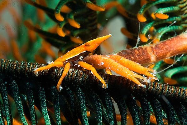 Feather Star Shrimp