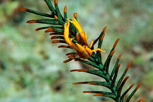 Feather Star Shrimp