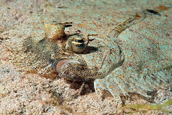 Peacock flounder