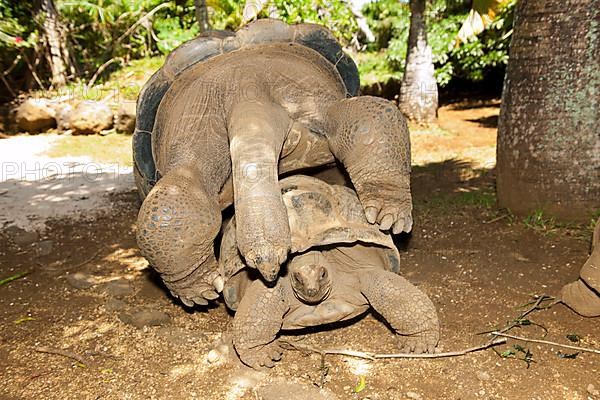 Aldabra giant tortoise