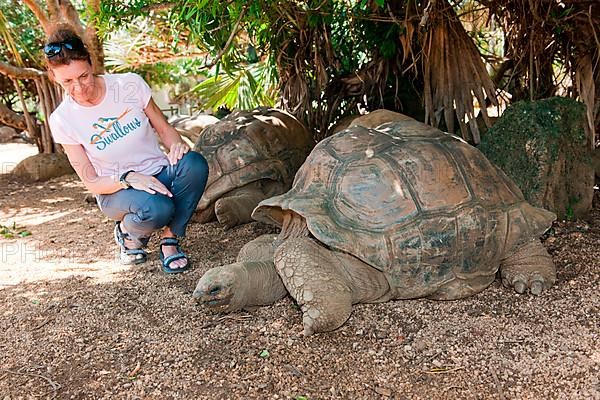 Aldabra giant tortoise