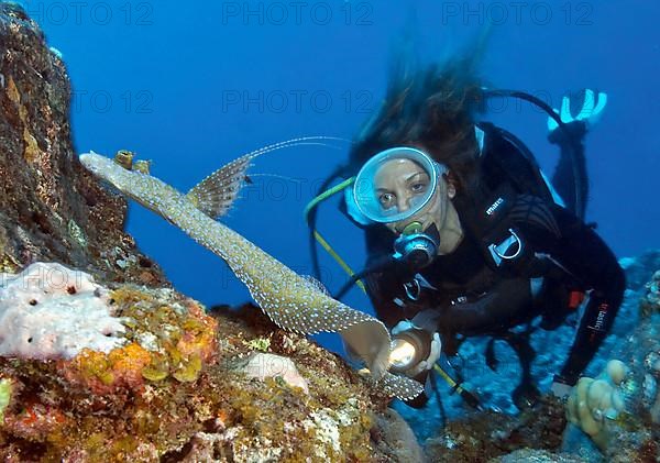 Diver with tropical flounder