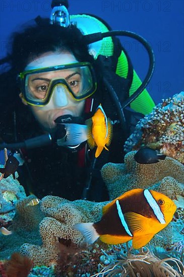 Clark's anemonefish