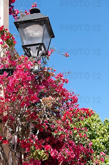 Bougainvillea