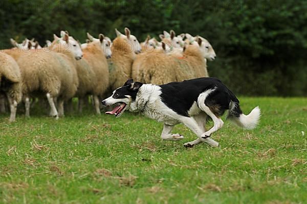 Border collie herding flock of sheep