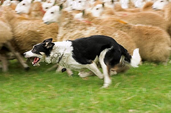 Border collie herding flock of sheep