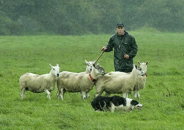 Shepherd with Border Collie