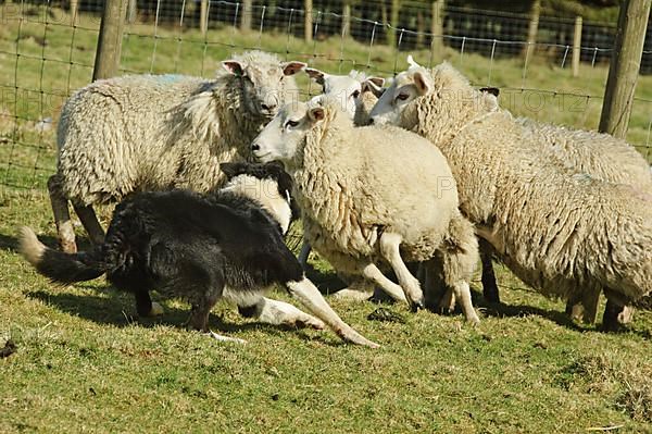 Border collie herding flock of sheep