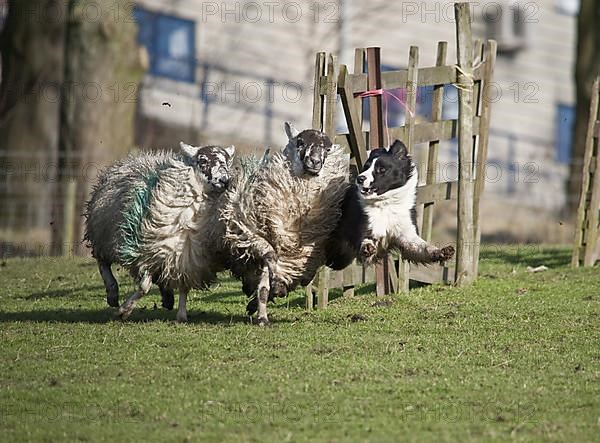Border collie drives domestic sheep