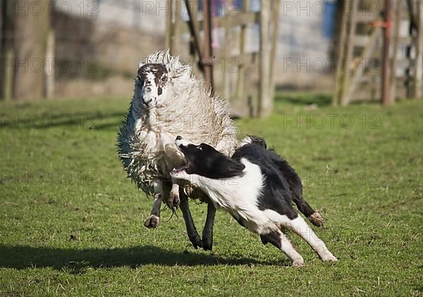 Border collie drives domestic sheep
