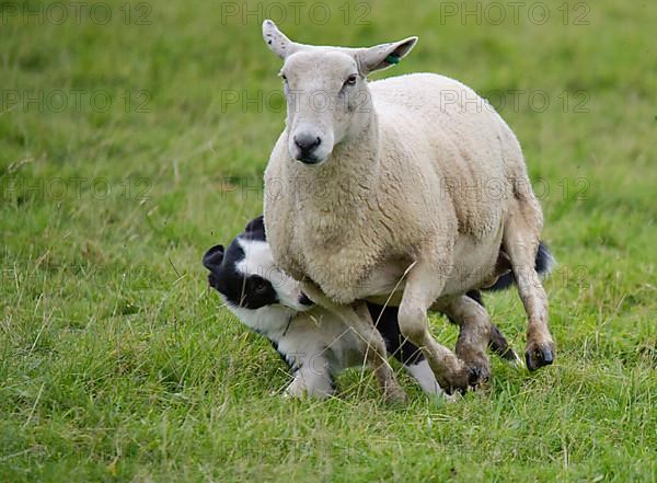 Border collie drives domestic sheep