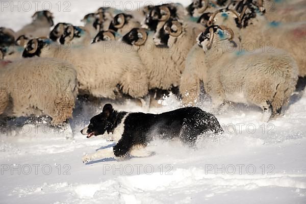 Border Collie herding sheep