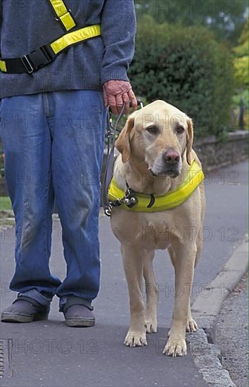 Labrador Retriever