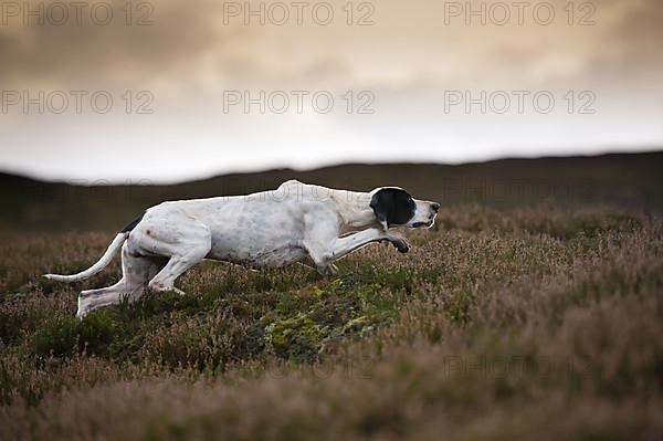 English Pointer protrudes