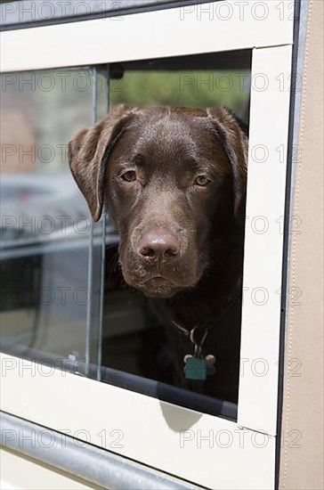 Labrador Retriever