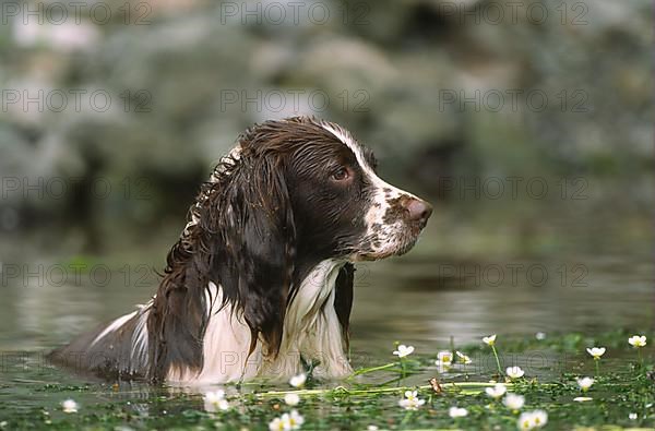 Springer Spaniel