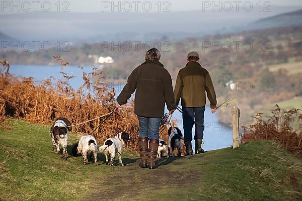 People walking spaniels