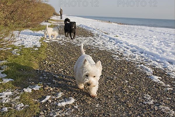 West Highland White Terrier and mixed breed dog