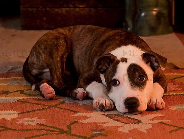 Staffordshire Bull Terrier