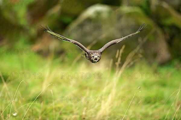 Common Buzzard