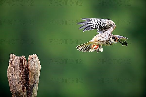 Western Red Footed Falcon