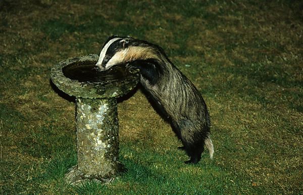 Badger