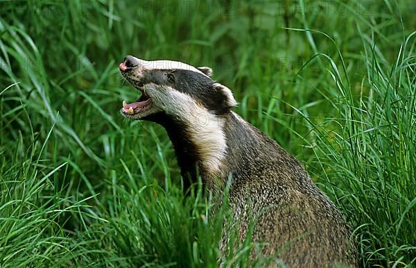 Badger