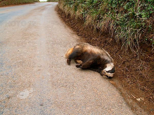 Eurasian Badger