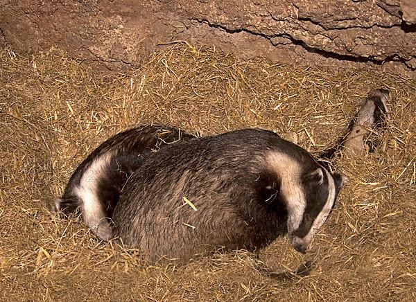 Eurasian Badger