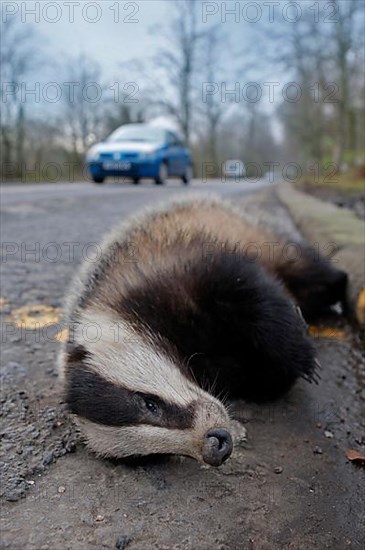 Eurasian Badger