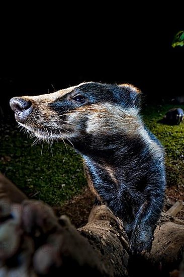 Eurasian Badger