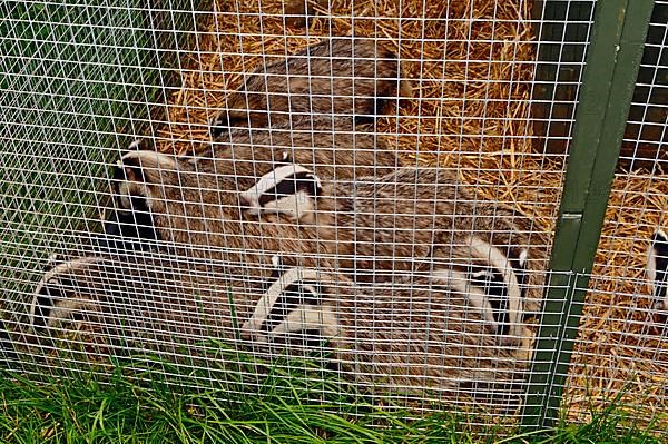 Eurasian Badger