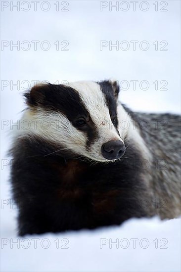 Eurasian Badger