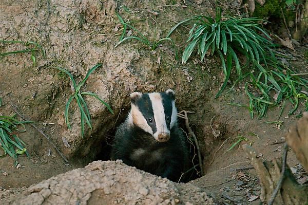 Badger