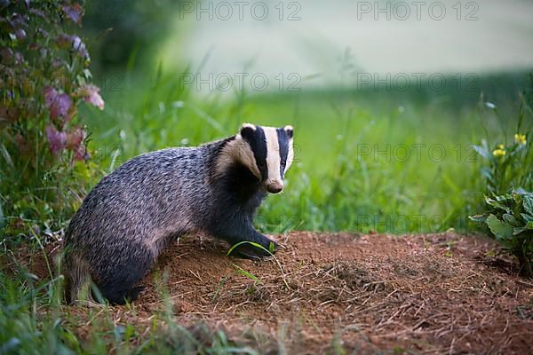 Eurasian Badger