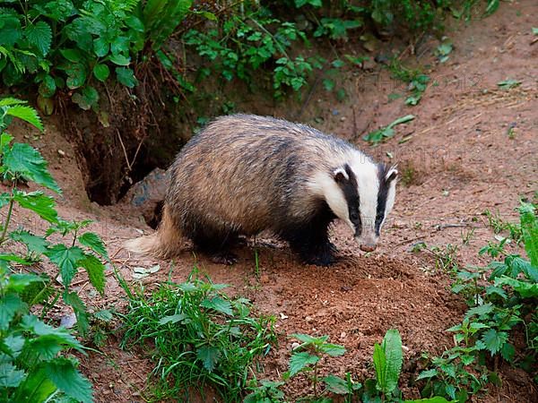 Eurasian Badger