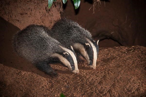 Badger